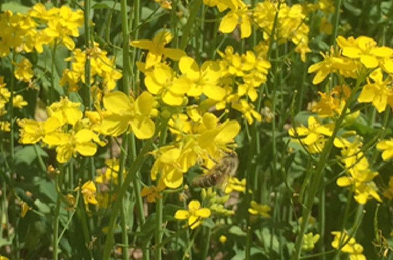青海油菜，中國優質蜂蜜主産區